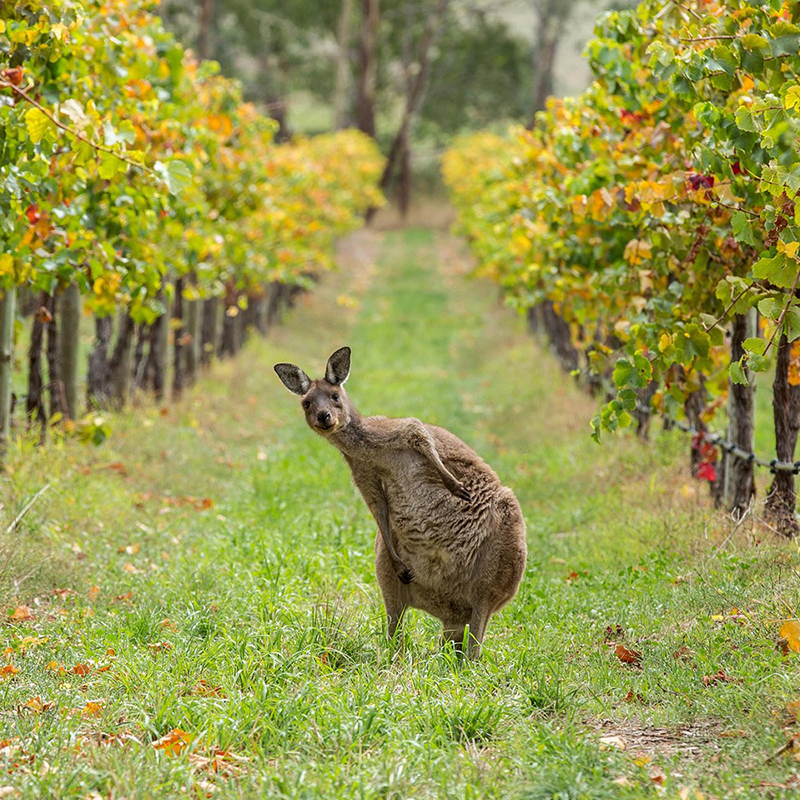 Barossa Valley