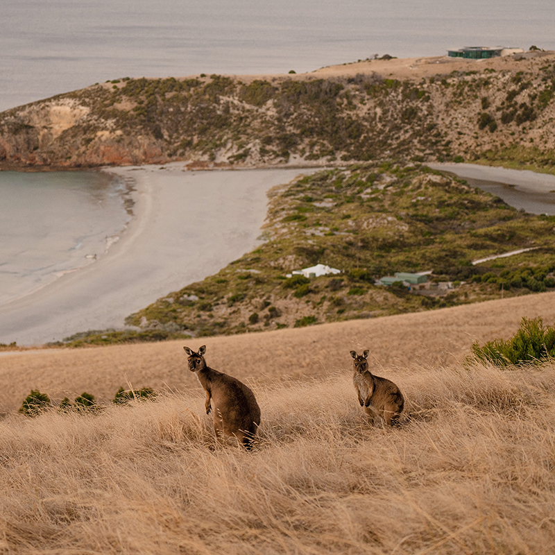 Kangaroo Island